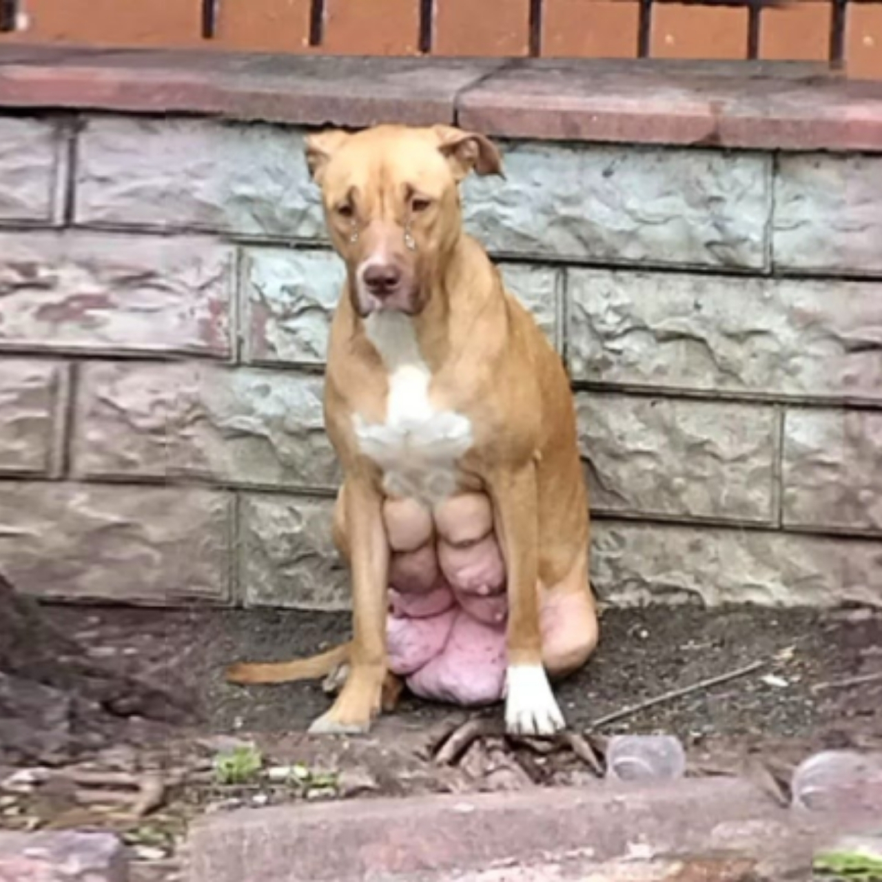 Left Behind and in Pain, Hera the Dog Finds Healing After Her Puppies Were Taken
