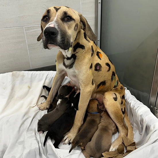 Dog Painted Like Leopard Found in Blistering Heat Clings to Life With Her Puppies
