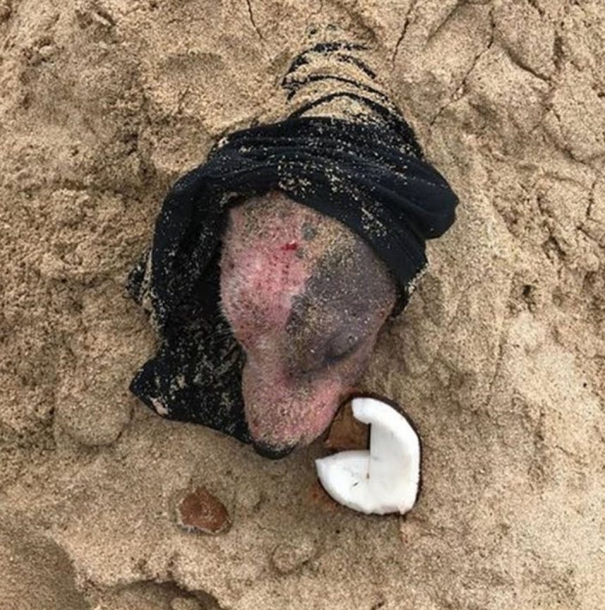 Buried Alive with Only Her Head Exposed, This Dog’s Rescue Turned Into a Story of Hope