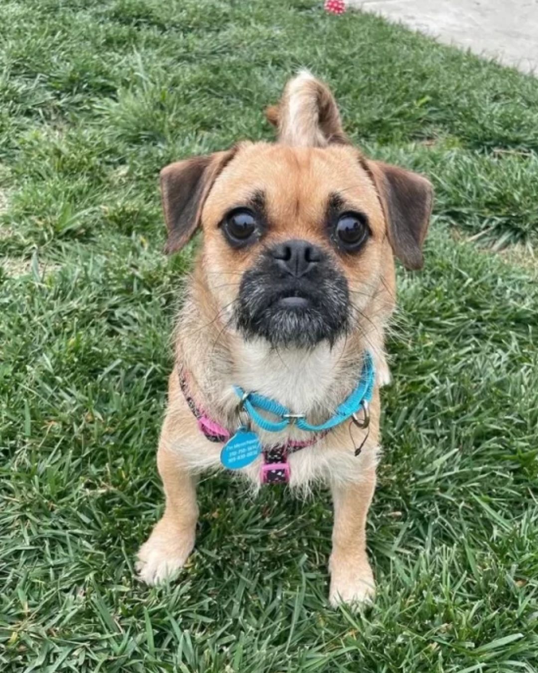 Pug Mix Realizes Her Family Is Leaving Her At The Shelter, But Her Story Didn’t End There