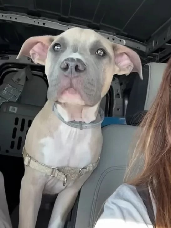 Abandoned Puppy Tied to Kennel on Highway Gets Rescued and Finds A Loving Home