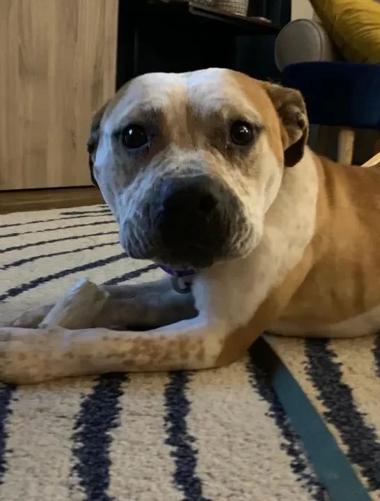 Dog Found Chained At Abandoned House In Freezing Weather Cried Out For Help