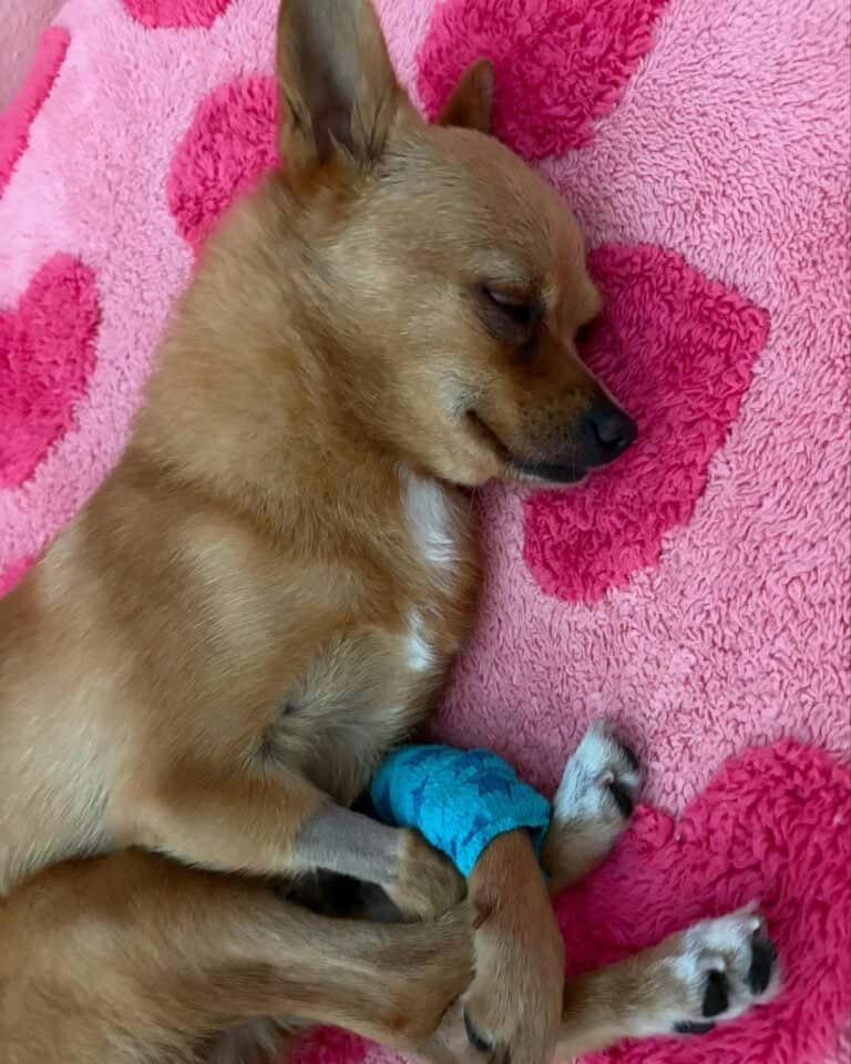 She Rushed Her Chihuahua To The Vet And What They Found Left Her In Tears