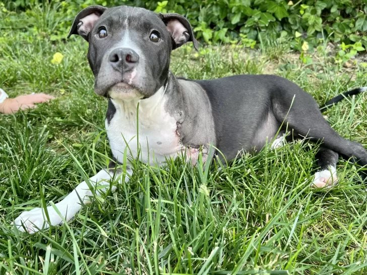 Abandoned Pup Waited 11 Hours Outside Shelter With Hope-Filled Eyes, Finally Found His Forever Home