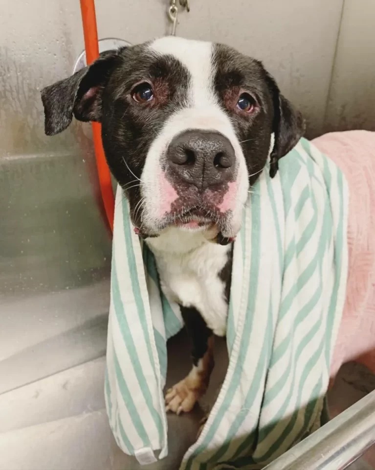 Senior Shelter Dog Spends 10 Years Waiting For A Home