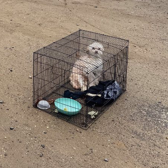 Rescuers Forced To Euthanize Dog Left in Cage With Shattered Bones