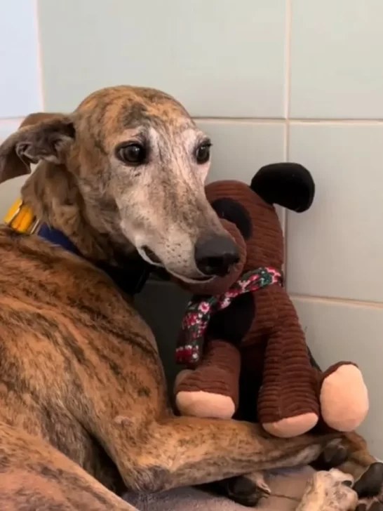 Terrified Pup Shakes in Fear After Abuse, Finds Comfort in His Beloved Stuffed Toy