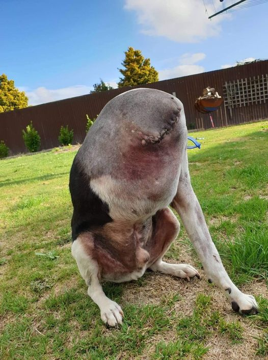 Perplexing picture of ‘headless’ dog leaves people baffled