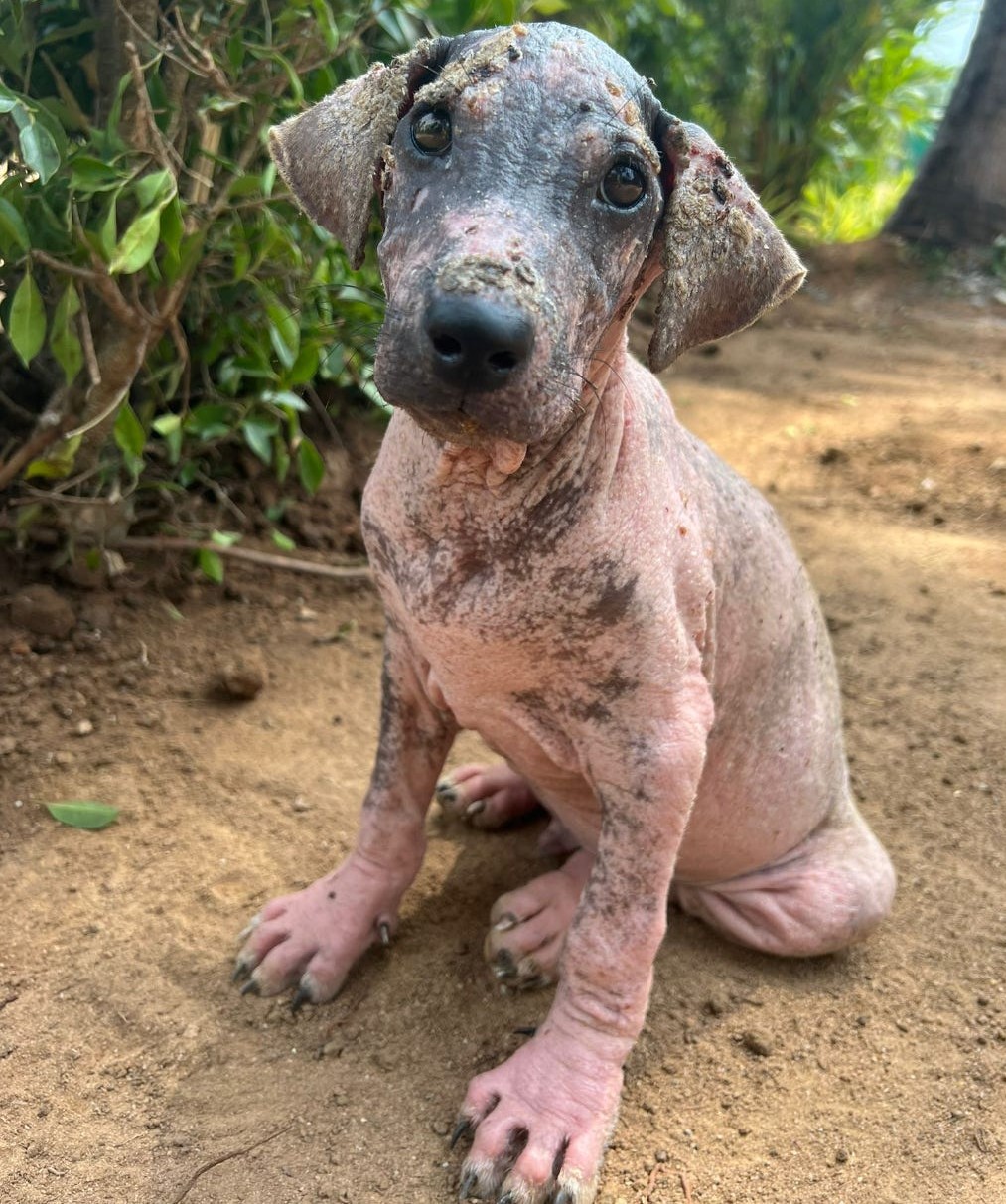 Abandoned puppy was found in terrible shape — see his incredible transformation one year later