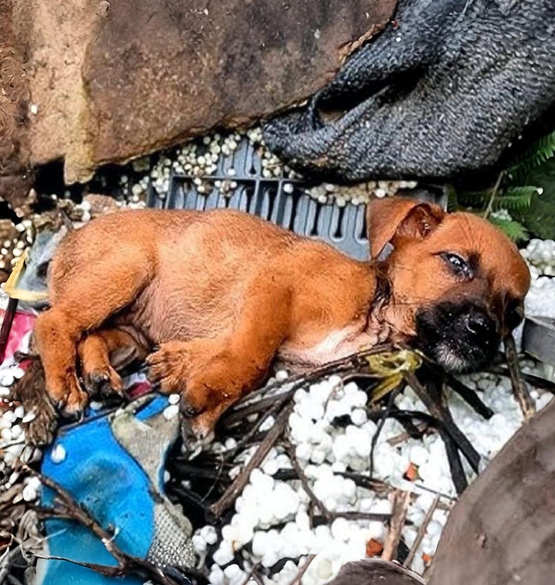Abandoned Puppy at Construction Site Finds Hope Through a Friend’s Kindness