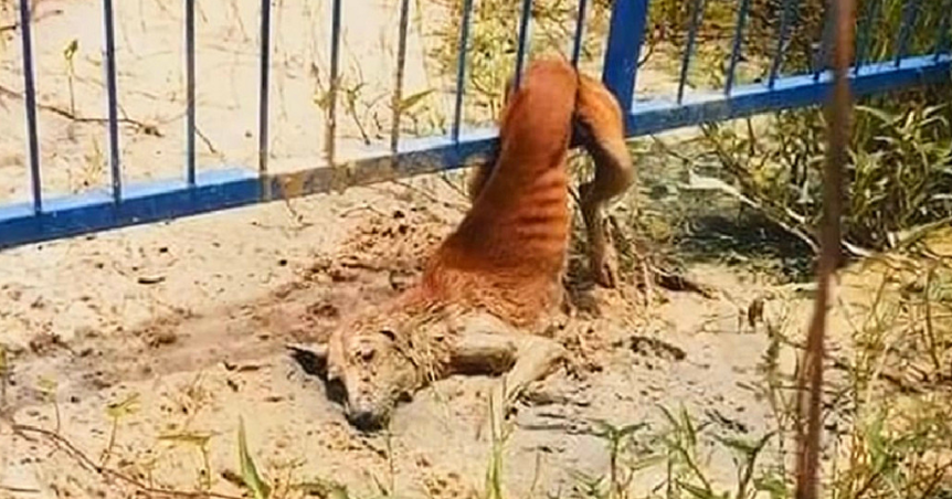 Community Unites to Rescue Stray Dog Trapped and Injured in Heartfelt Rescue Mission