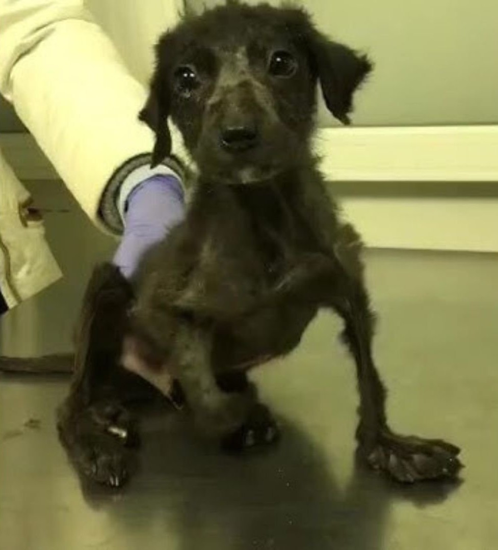 Abandoned in the Dark Near a Landfill, This Deformed Puppy Clung to Hope—What Happened Next Will Melt Your Heart
