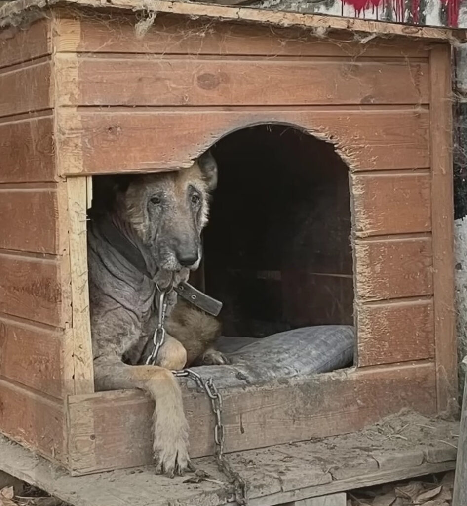 Abandoned Dog Finds New Life Through Compassionate Rescue and Care