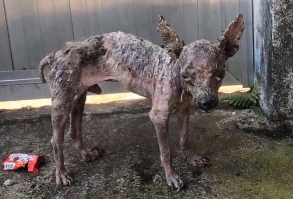 Resilient Puppy Overcomes Cruelty: A Heartwarming Tale of Survival and Hope