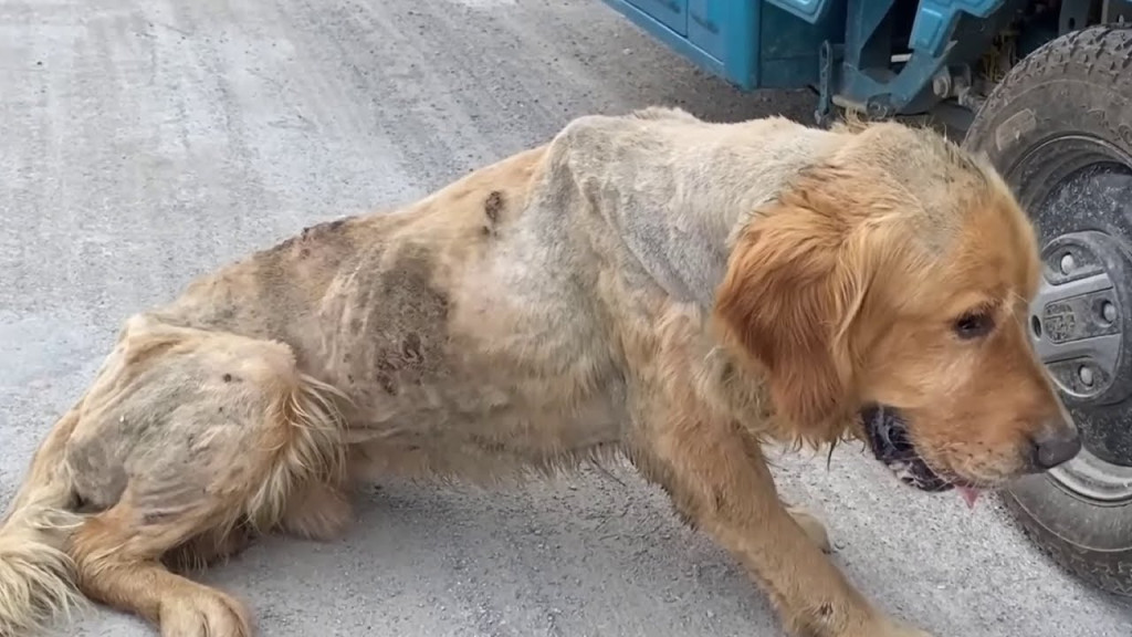 Rescue Mission: Strangers Unite to Transform Neglected Dog’s Life Through Compassion and Care