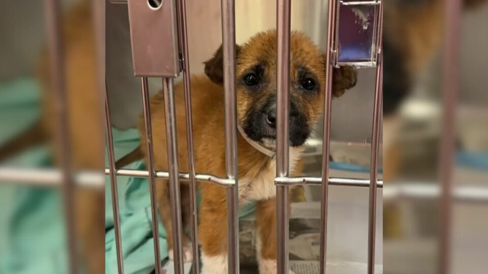 Puppy Brought To Texas Shelter To Be Euthanized With Her Mom Cries Out In Desperation