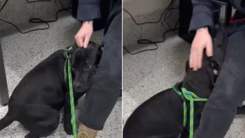 Pup From Georgia Who Was Almost Euthanized Noticed Something Was Off, So He Hid Behind His Favorite Worker