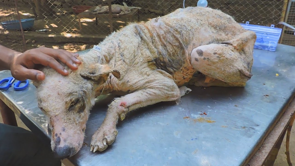 “From Skin and Bones to a Shining Soul — The Healing Journey of a Forgotten Street Dog”