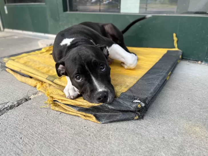 Abandoned Pup Waited 11 Hours Outside Shelter With Hope-Filled Eyes, Finally Found His Forever Home