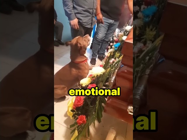 This dog got very emotional at his owner’s funeral!