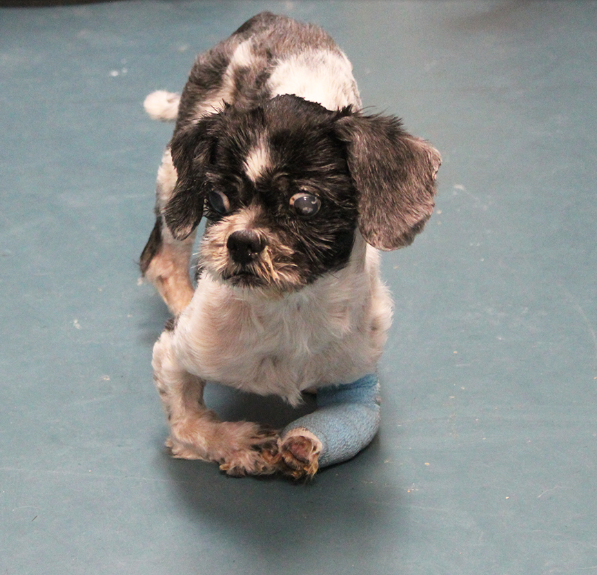 Left Behind but Still Holding On: This Poor Abandoned Shih Tzu Lost His Leg in a Tragic Accident — Now He Waits, Hoping Someone Will Save Him 💔🐾 How much pain can one tiny soul endure before love finds its way to him?