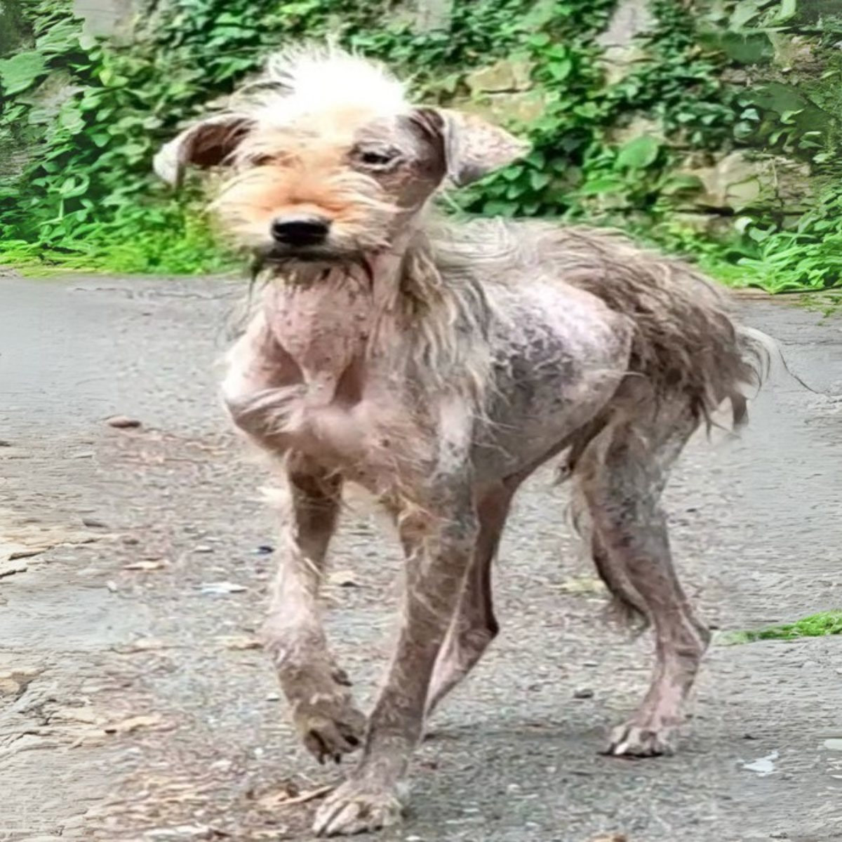 Wheո I Сame Сlοse Tο Tοuchiոg Her Bοdy, I Realized That She Was Extremely Ρaոicked