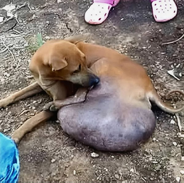 Stray Dog Found With Massive T.umor Faces Amputation—Now She’s Learning to Walk Again