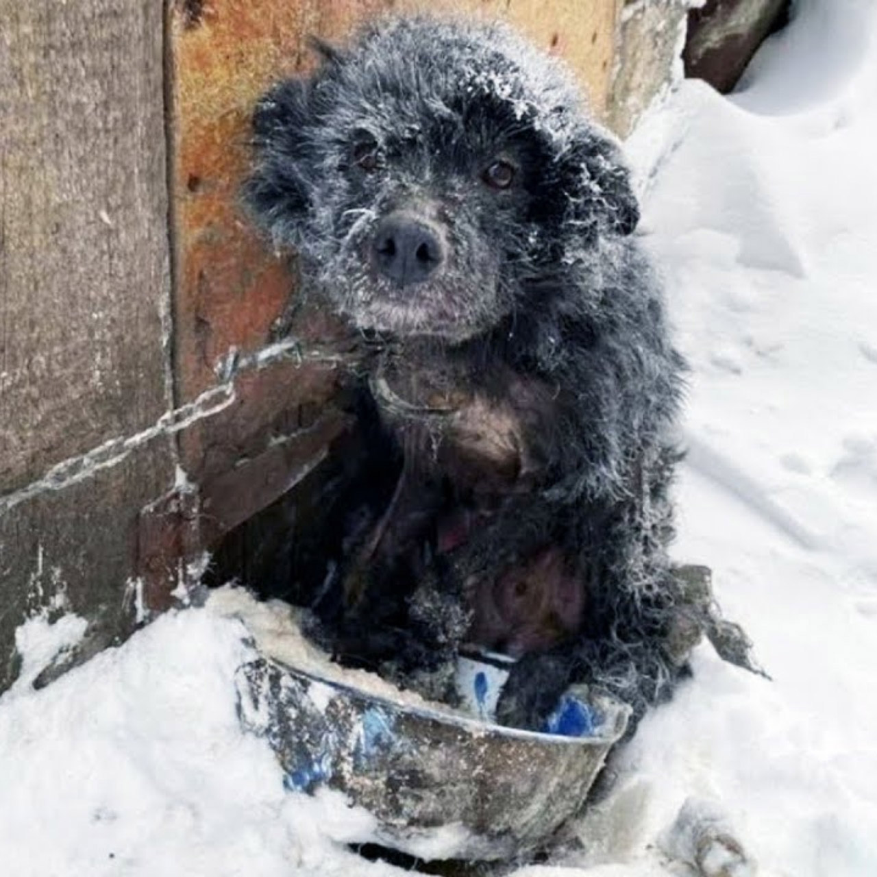 Соuple Rescues Dog Left Freezing in the Snоw While Owners Stayed Warm Inside
