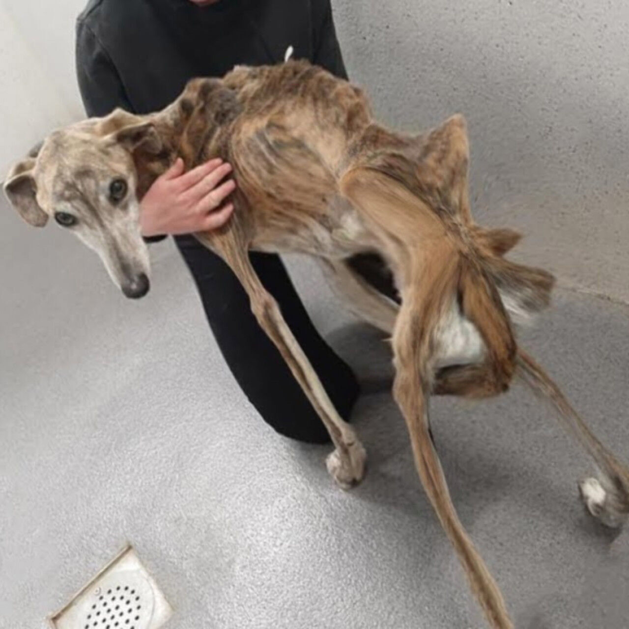 Frоm Frail tо Feisty: Βirdie’s Мiraculоus Jоurney оf Survival and Recоvery