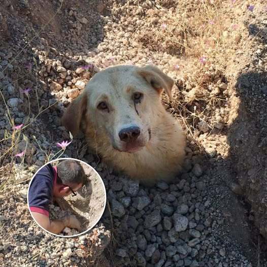 Buried up to her neck, the dog emitted desperate howls, pleading for help to rescue herself and her dying puppies trapped beneath the ground.