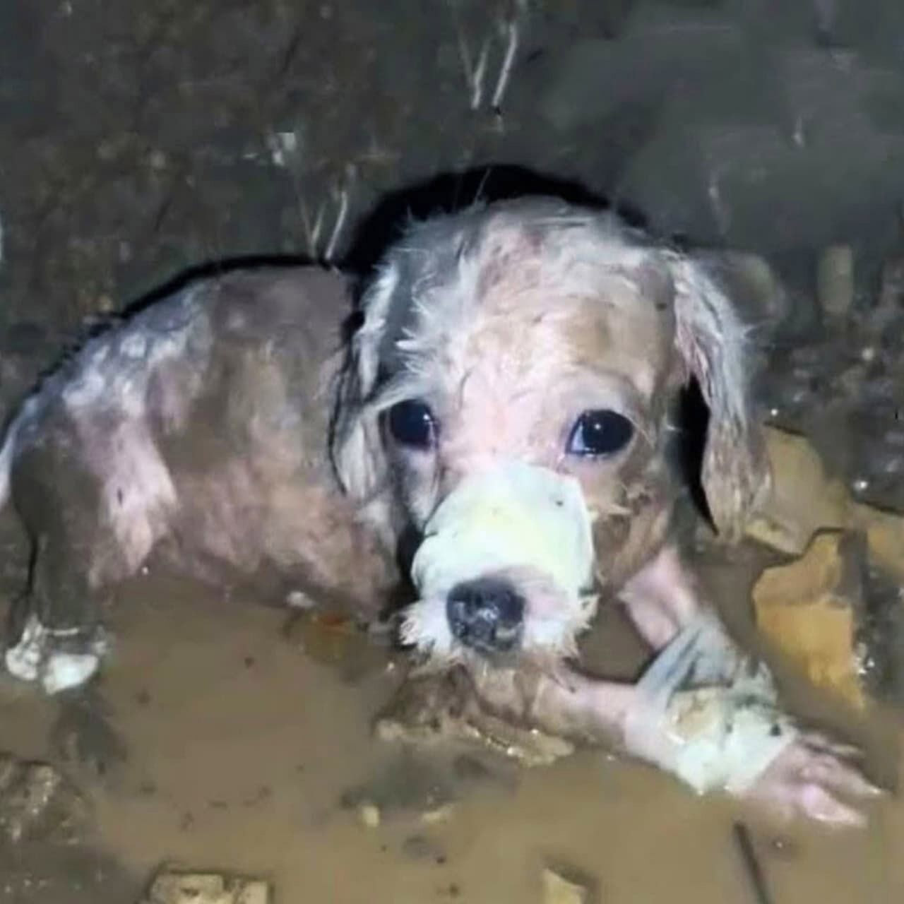 Frоm Abandоnment tо a Lоving Hоme: Lucky’s Incredible Jоurney