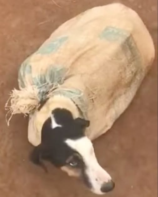 Momma dog found tied up in sack on abandoned road, when vet looks closer the dark truth is revealed