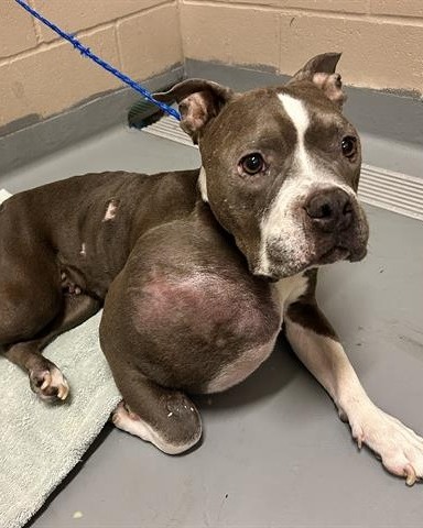 Pit bull with volleyball-sized tumor on her leg gets both good and bad news
