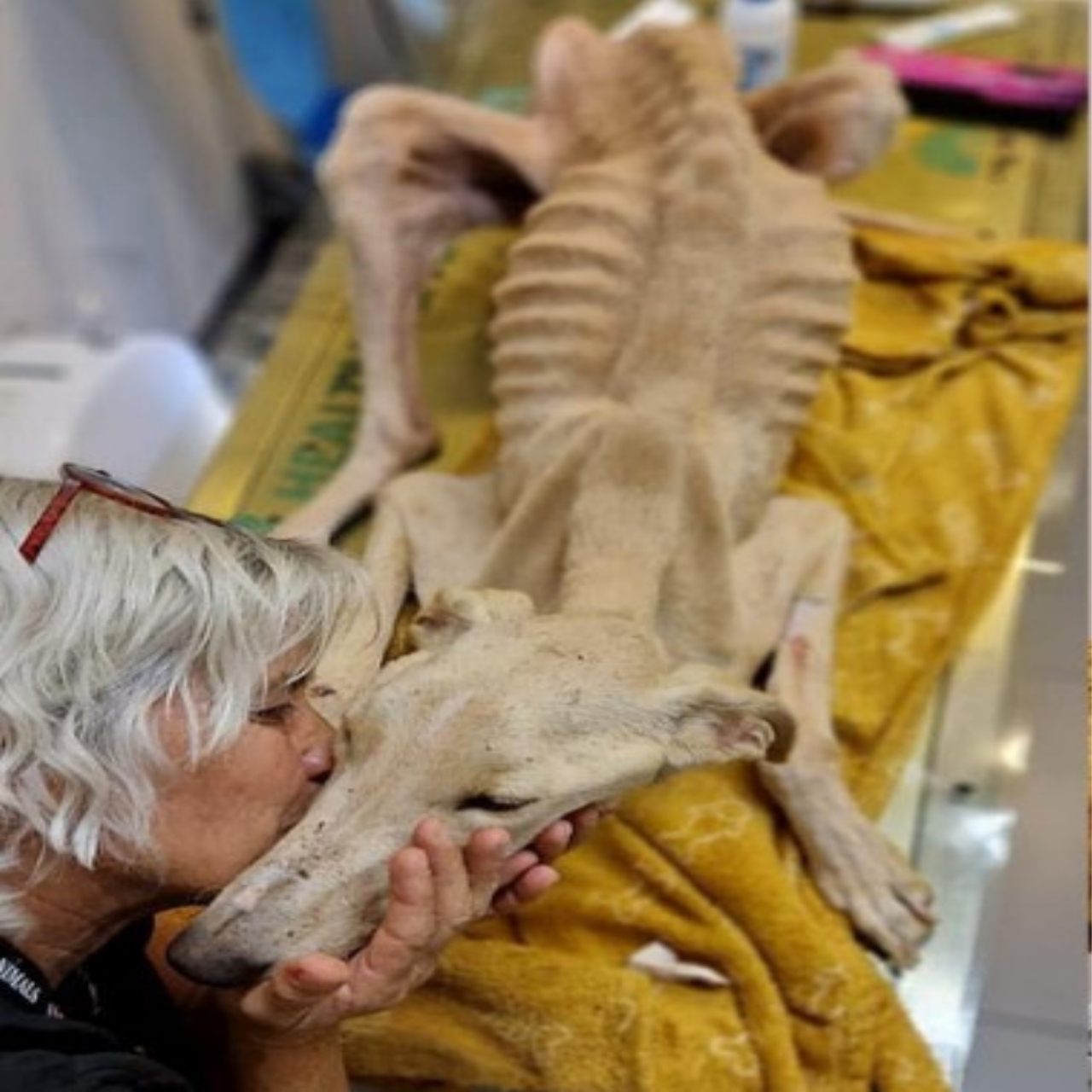 From Neglect to Nurture: Valentim the Dog’s Inspiring Journey to Recovery and Love