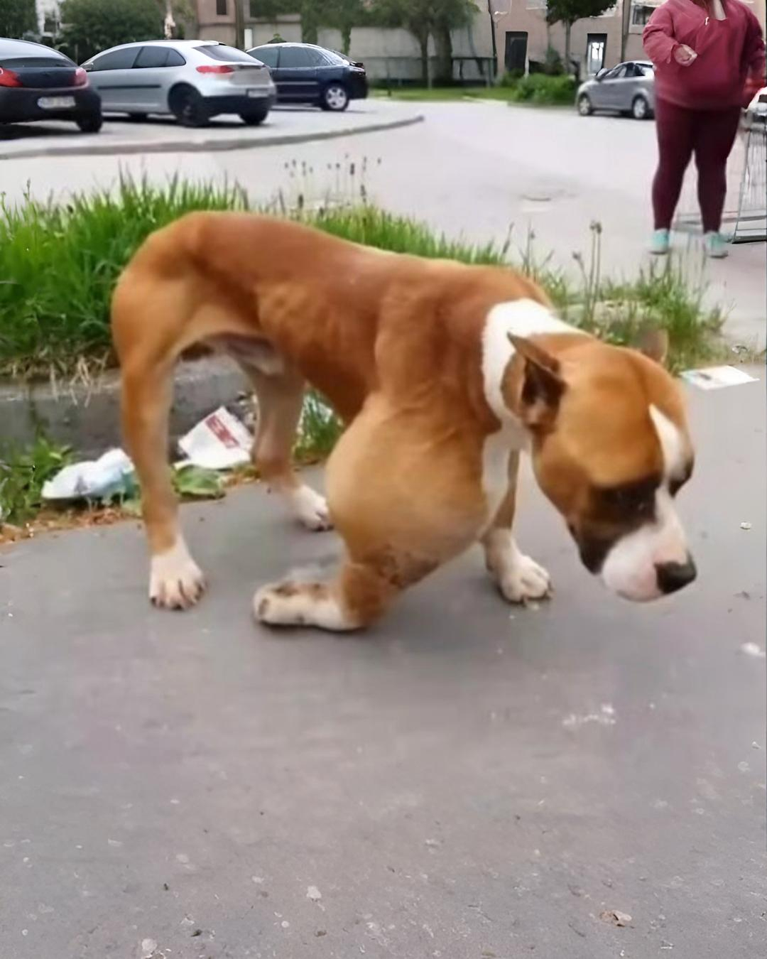 Rescued Alphonzo: Inspiring Journey from the Woods to Recovery and Love