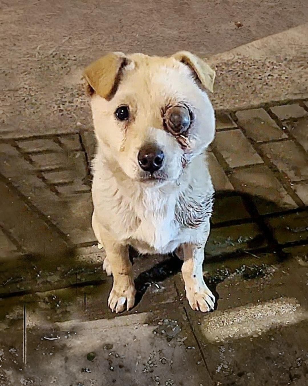 A Silent Plea for Help: The Injured Dog Who Wouldn’t Stop Following Me