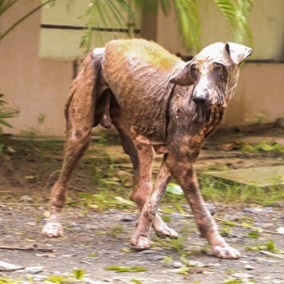 From Despair to Recovery: How Compassion Transformed Natu’s Life Forever