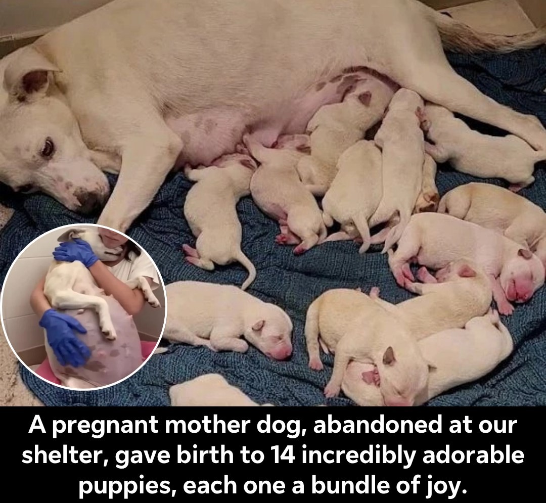 A pregnant mother dog, abandoned at our shelter, gave birth to 14 incredibly adorable puppies, each one a bundle of joy.