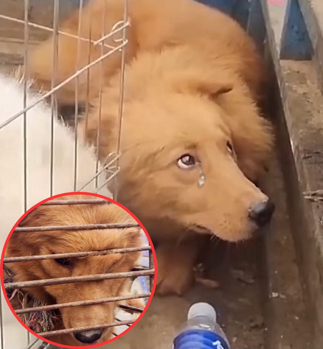 Despite being rescued, the poor dog’s face is still etched with pain as it lets out soft cries, its body still confined by the chains of the cage.