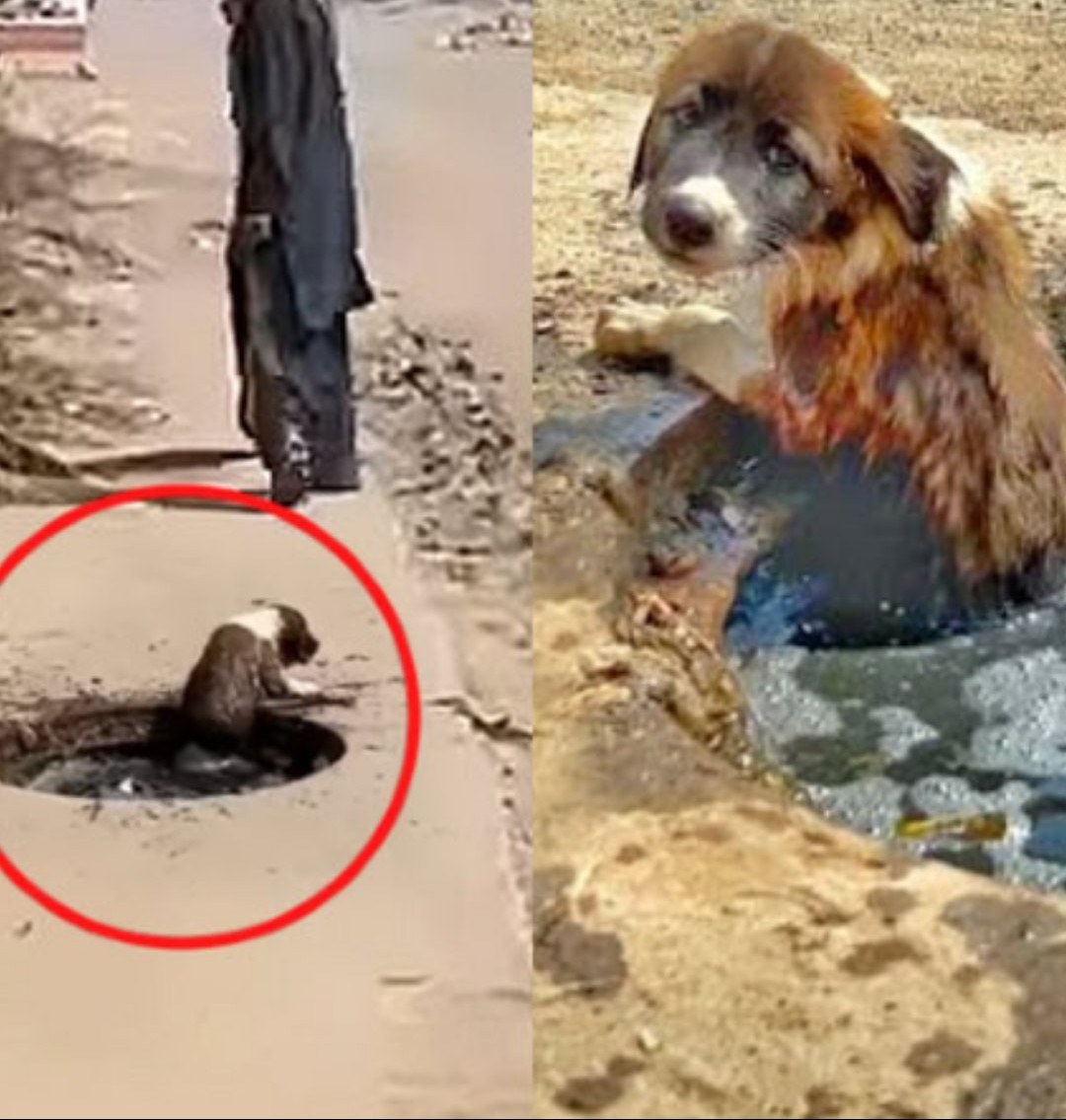 No one offers assistance to the helpless puppy trapped in a gutter, crying out for help.