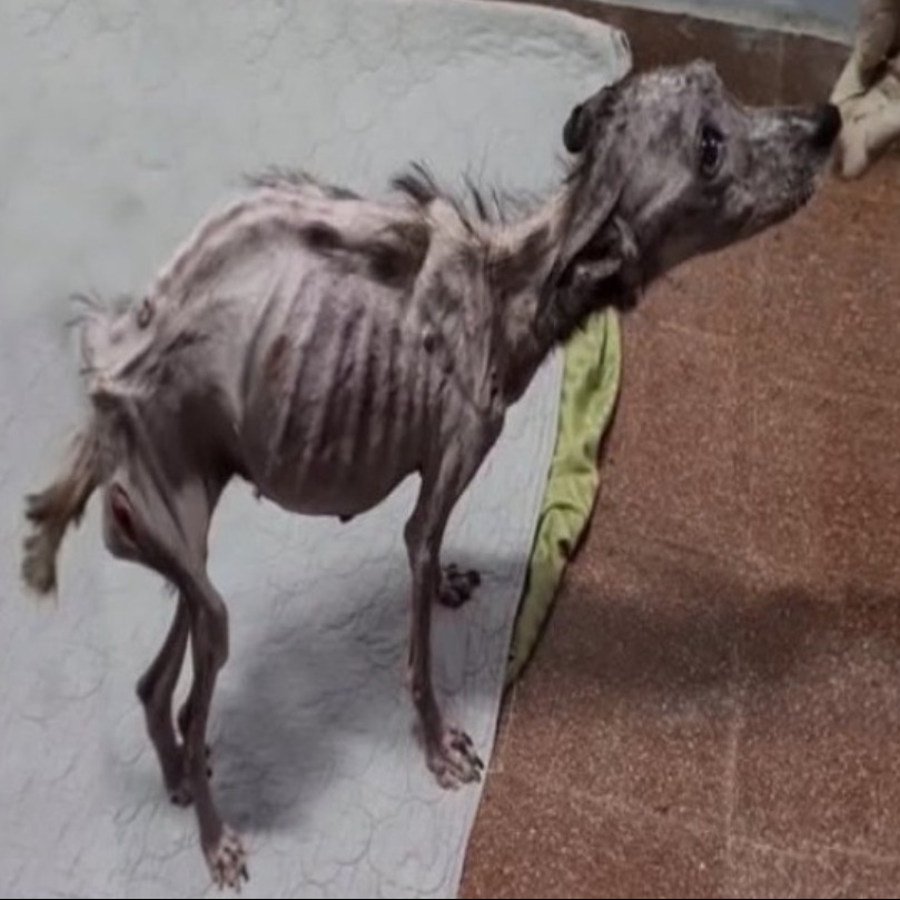 Against All Odds: Angela the Dog Survives a Decade of Abuse and Finds Hope with Just 1% of Life Left