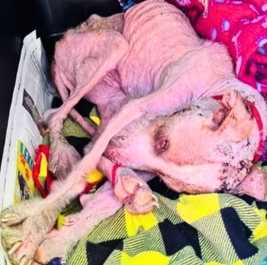 From the Brink of Death to Pure Joy: Starved Dog’s Incredible Comeback
