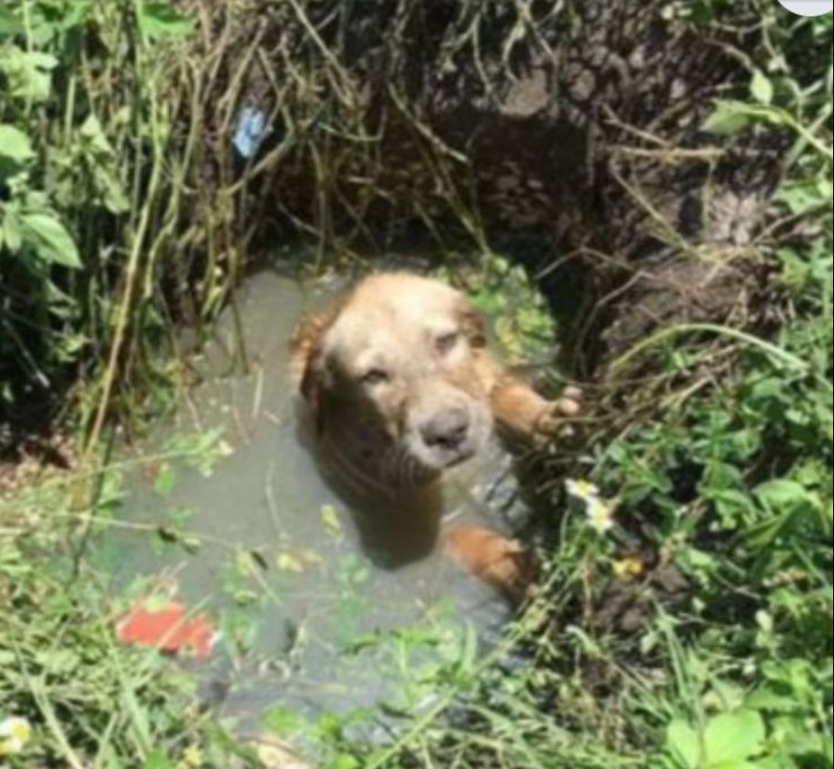 Cop Rescues Dog Who Fell Down A Drain And Adopts Him Immediately