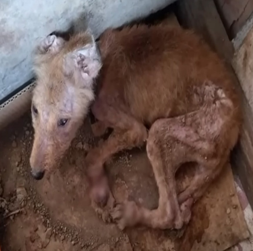 Inspirational Recovery: Tres the Brave Puppy Overcomes Cruelty to Run and Play Again