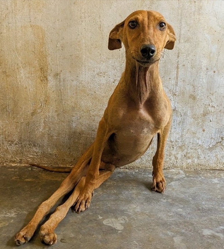 Wheelchair of Hope: Paralyzed Dog Finds Love After Roadside Rescue