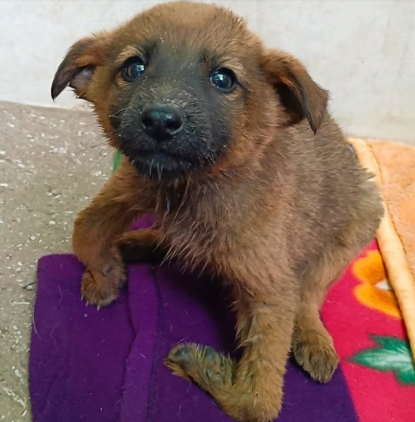 From Rickets to Resilience: Puppy’s Fight for Life After Heartbreaking Loss