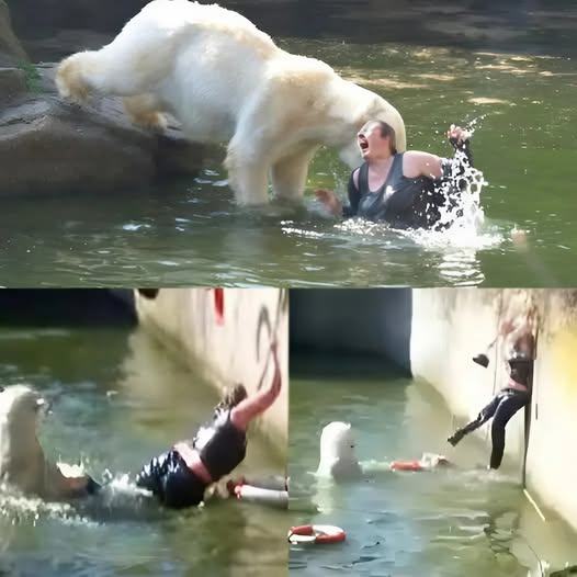 HORROR AT BERLIN ZOO: 32-Year-Old Woman Jumps Into Polar Bear Enclosure — What happened next left visitors transfixed. It was supposed to be a normal afternoon at the Berlin Zoo…