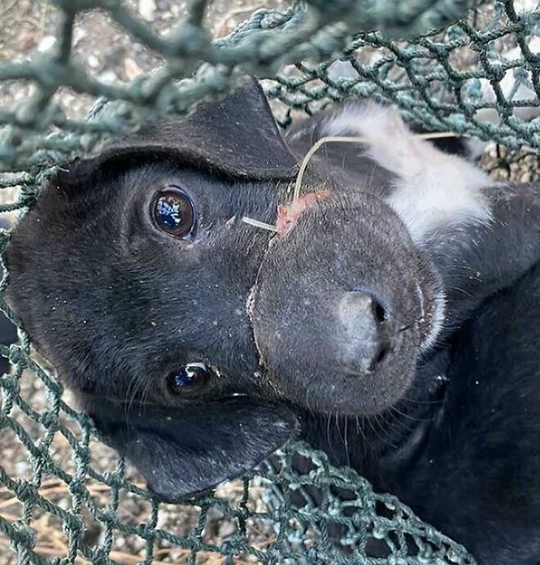 We came across a dog caught in fishing line, but with our help, we managed to save her and restore her to good health.