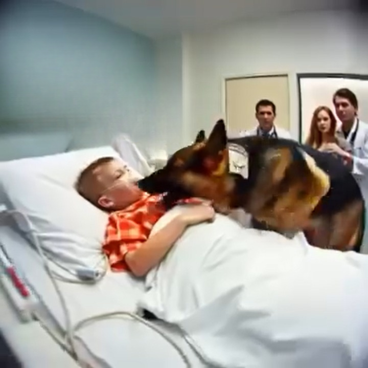 A Retired K9 Becomes a Family Hero: How a Loyal Dog’s Unusual Behavior Saved an 8-Year-Old Boy’s Life