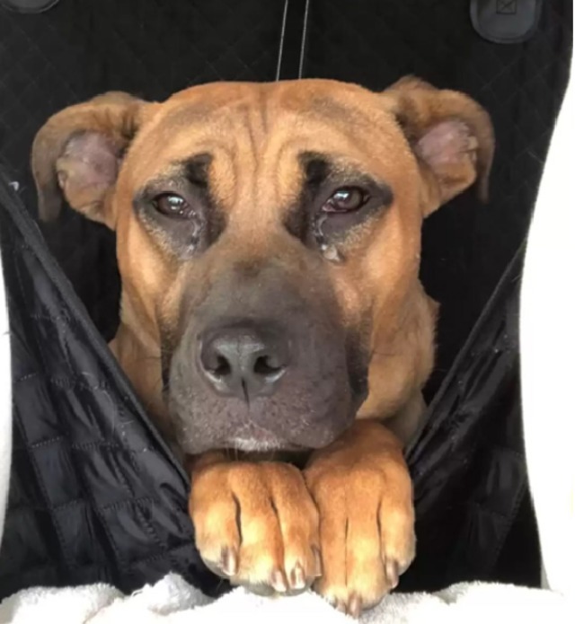 A Faithful Dog Waits for Weeks in an Abandoned House After Being Left Behind by His Family.